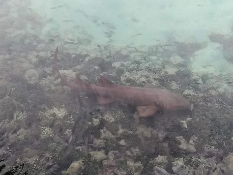 Bimini island And Cat CAYs. photograph 15